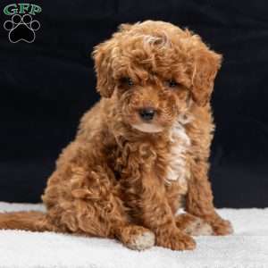 Anthony, Toy Poodle Puppy